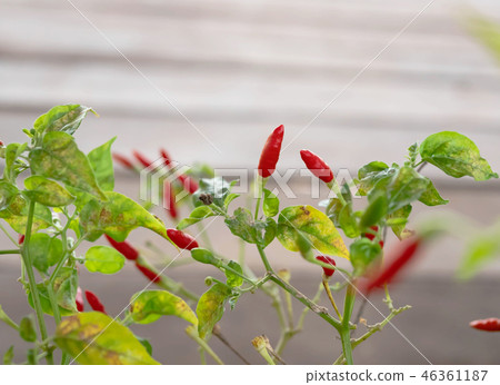 Red and green guinea-pepper on brach 46361187