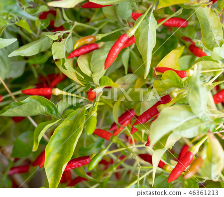 full farme red and green guinea-pepper 46361213