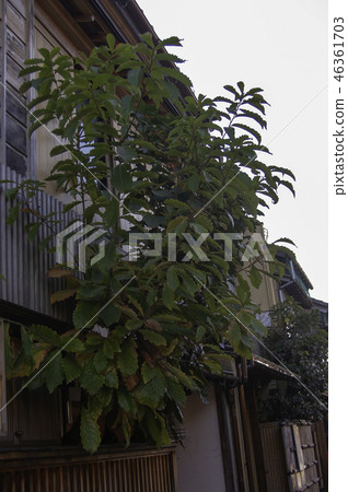 Planting Planting 46361703