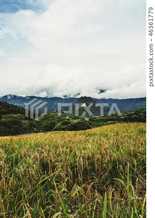 landscape Paddy rice field 46361779