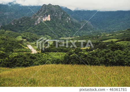 landscape Paddy rice field 46361781
