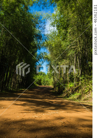 Path to bamboo forest , Walkway 46362181
