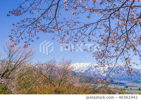 Yamazakura和繞線機山2 Yamazakura和繞線機山2 46362942