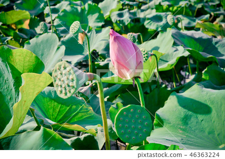 Lotus flower in the pond Lotus flower in the pond 46363224