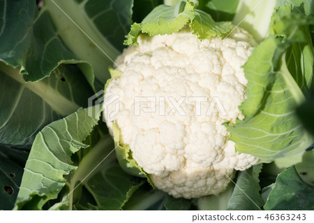 cauliflower cauliflower 46363243