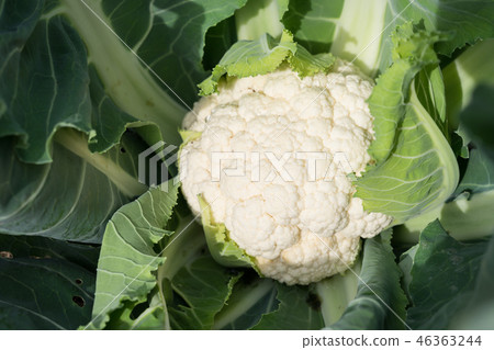 cauliflower cauliflower 46363244