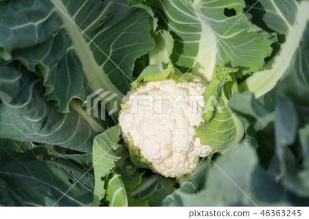 cauliflower cauliflower 46363245