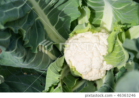 cauliflower cauliflower 46363246
