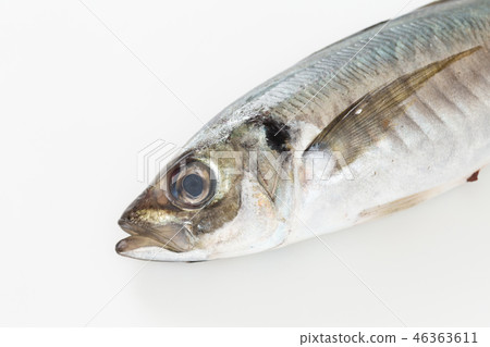 Horse mackerel	 46363611
