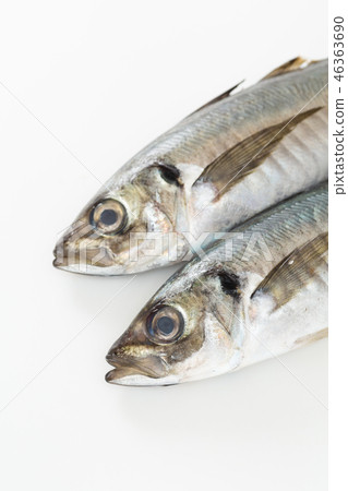 竹莢魚 竹莢魚 46363690