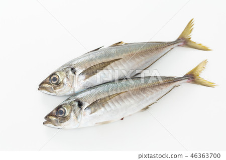 Horse mackerel Horse mackerel 46363700