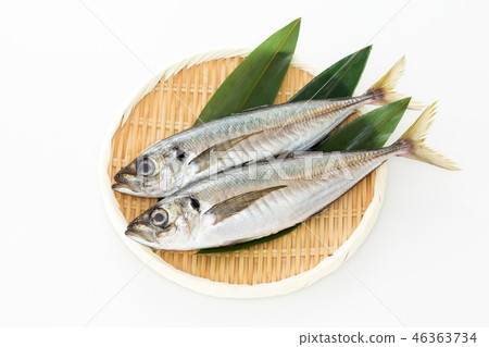 竹莢魚 竹莢魚 46363734