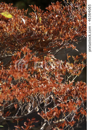 Autumn leaves 46364065