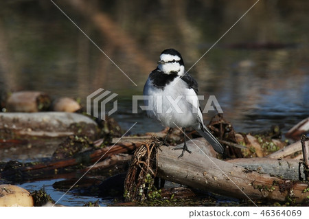 Wakusekiri at the waterside 46364069