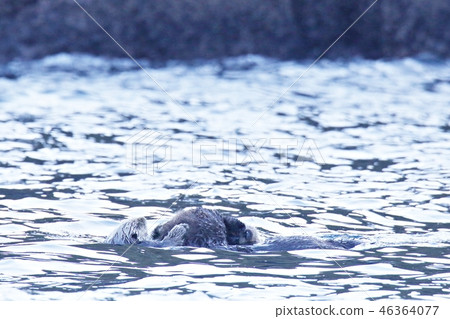 Sea otter holding a child 46364077