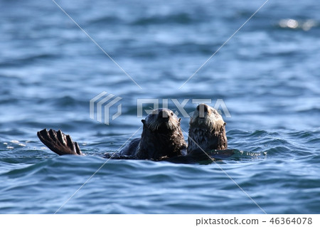 Two sea otters staring at this Two sea otters staring at this 46364078