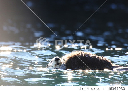 Sea otter holding a child 46364080