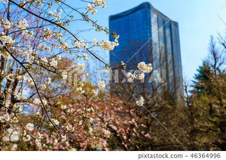 (Tokyo) Hibiya Park Spring 46364996