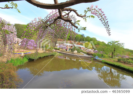 Pink wisteria flower Ashikaga Flower Park 46365099