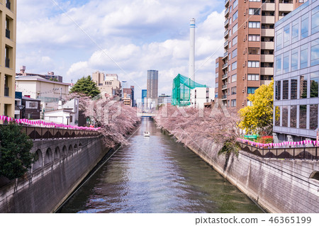 （東京）目黑河的櫻花 46365199