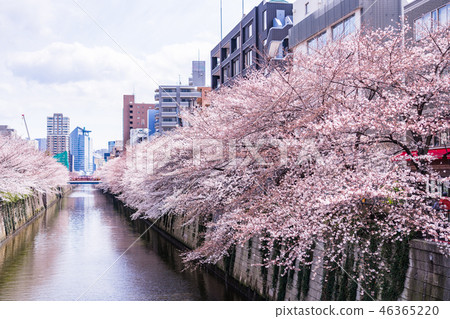 (東京)目黑河的櫻花 (東京)目黑河的櫻花 46365220