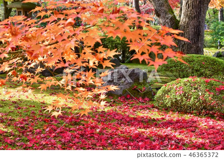 Fall autumn leaves hunting of Yushien 46365372