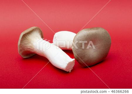 杏鮑菇 杏鮑菇 46366266