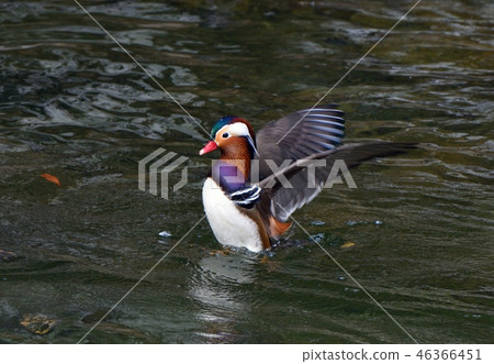 拍打Oshidori 46366451