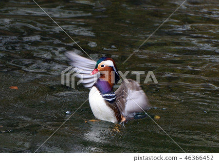 拍打Oshidori 46366452