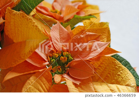 一品紅與美麗的黃色和鮭魚粉紅色 一品紅與美麗的黃色和鮭魚粉紅色 46366659