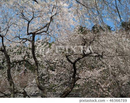 Cherry blossoms of Kyoto Kyohoku Toshoroji Temple Cherry blossoms of Kyoto Kyohoku Toshoroji Temple 46366789