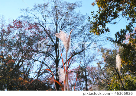 冬天風景圖像Suki 冬天風景圖像Suki 46366926