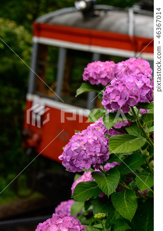 箱根登山鐵路和繡球花（下雨） 46367014