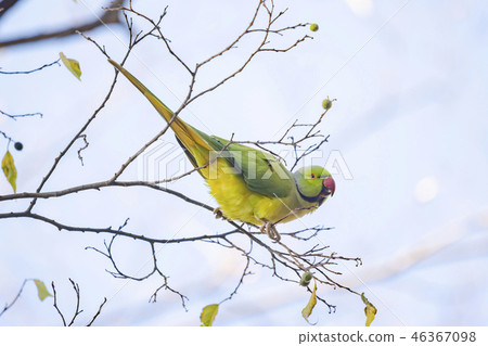 Wakakehon Seiko perching on a tree in winter Wakakehon Seiko perching on a tree in winter 46367098