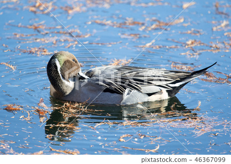 白尾鴨在冬天池塘 白尾鴨在冬天池塘 46367099