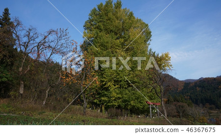 Great ginkgo of Kobe Great ginkgo of Kobe 46367675