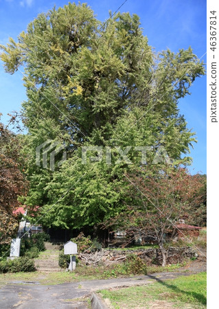 Kijima Hiracho Kouji Temple Ginkgo Kijima Hiracho Kouji Temple Ginkgo 46367814