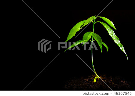 Young plant sprout of tree in dark background 46367845