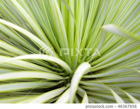Succulent Yucca plant and detail on leaves Succulent Yucca plant and detail on leaves 46367856