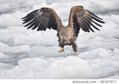 白尾魚在冰上吃魚（北海道Rausu） 46367857