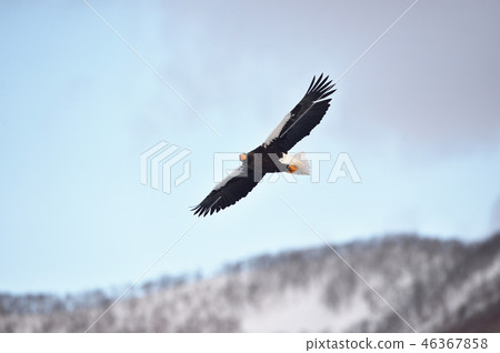 以Shiretoko山為背景的偉大的老鷹（北海道·Rausu）飛行 46367858