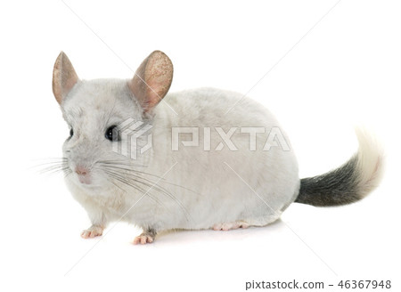 chinchilla in hands 46367948