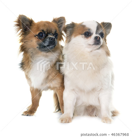 chihuahuas in studio 46367968