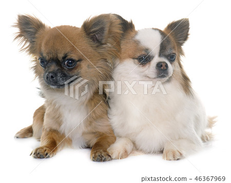chihuahuas in studio 46367969