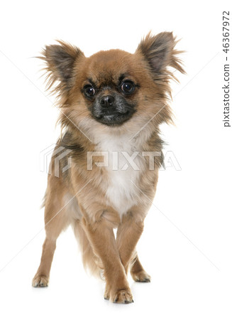 chihuahua in studio 46367972