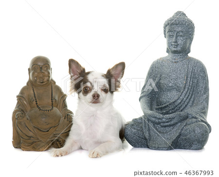 chihuahua and boudhas chihuahua and boudhas 46367993