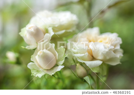 玫瑰,花,白玫瑰,白玫瑰 玫瑰,花,白玫瑰,白玫瑰 46368191