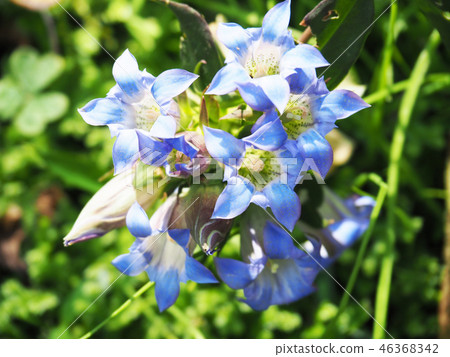 龍膽花 46368342