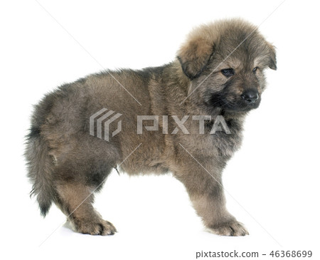 ancient type german shepherd 46368699