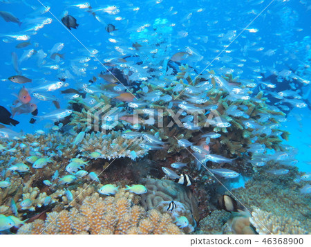 耶!很多魚,一群 Apogon lineatus,水下照片 耶!很多魚,一群 Apogon lineatus,水下照片 46368900
